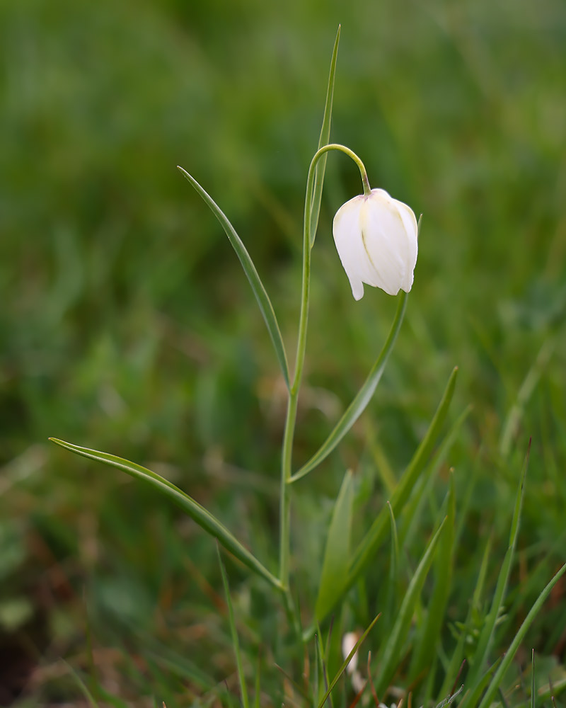 Snake's head fritillary